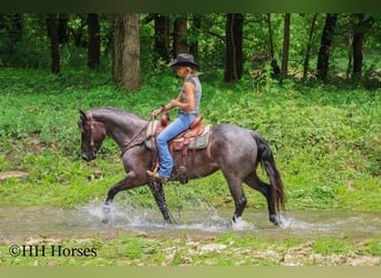 American Quarter Horse, Mare, 4 years, 14,3 hh, Roan-Blue