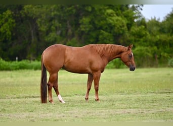 American Quarter Horse, Mare, 4 years, 14,3 hh, Sorrel