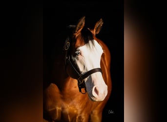 American Quarter Horse, Mare, 4 years, 15.1 hh, Bay-Dark