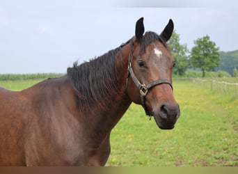 American Quarter Horse, Mare, 4 years, 15.1 hh, Bay-Dark