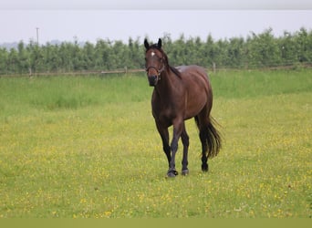 American Quarter Horse, Mare, 4 years, 15.1 hh, Bay-Dark