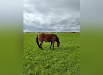 American Quarter Horse, Mare, 4 years, 15.1 hh, Bay-Dark