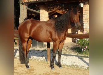 American Quarter Horse, Mare, 4 years, 15.1 hh, Brown