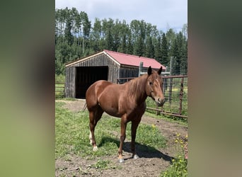 American Quarter Horse, Mare, 4 years, 15.1 hh, Chestnut