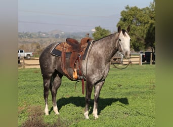 American Quarter Horse, Mare, 4 years, 15.1 hh, Grey-Dapple