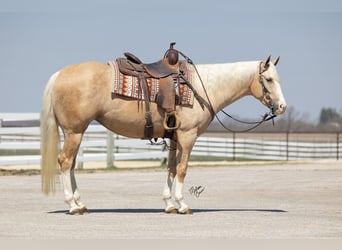 American Quarter Horse, Mare, 4 years, 15.1 hh, Palomino