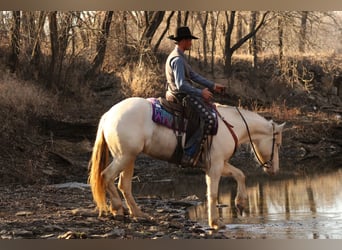 American Quarter Horse Mix, Mare, 4 years, 15.1 hh, Perlino