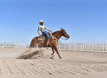 American Quarter Horse, Mare, 4 years, 15.1 hh, Red Dun