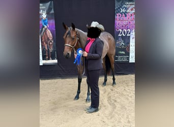 American Quarter Horse, Mare, 4 years, 15.2 hh, Roan-Bay