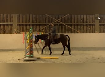 American Quarter Horse, Mare, 4 years, 15.2 hh, Roan-Bay