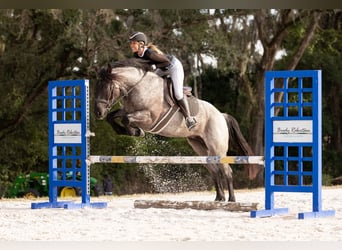 American Quarter Horse Mix, Mare, 4 years, 15.2 hh, Roan-Blue