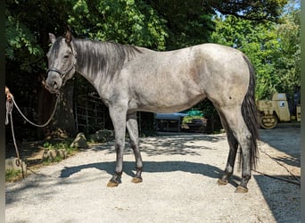 American Quarter Horse, Mare, 4 years, 15.2 hh, Roan-Blue