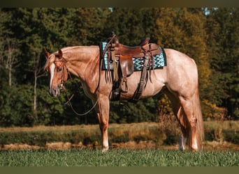 American Quarter Horse, Mare, 4 years, 15.2 hh, Roan-Red