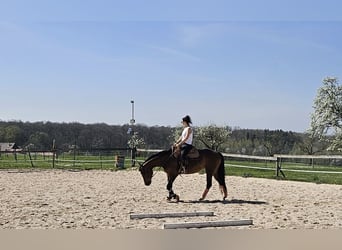 American Quarter Horse, Mare, 4 years, 15.3 hh, Brown