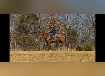 American Quarter Horse, Mare, 4 years, 15 hh, Bay