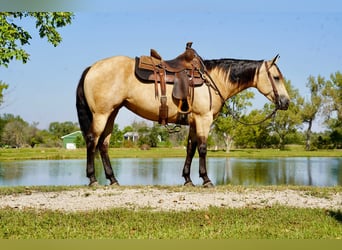 American Quarter Horse, Mare, 4 years, 15 hh, Buckskin