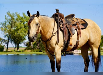 American Quarter Horse, Mare, 4 years, 15 hh, Buckskin