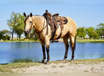American Quarter Horse, Mare, 4 years, 15 hh, Buckskin