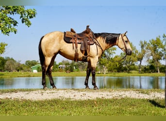 American Quarter Horse, Mare, 4 years, 15 hh, Buckskin
