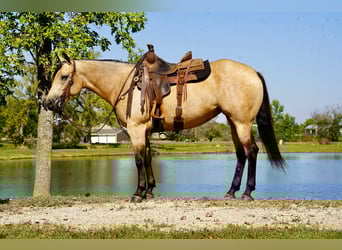 American Quarter Horse, Mare, 4 years, 15 hh, Buckskin