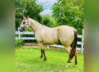 American Quarter Horse, Mare, 4 years, 15 hh, Buckskin