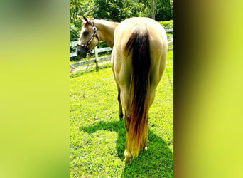 American Quarter Horse, Mare, 4 years, 15 hh, Buckskin