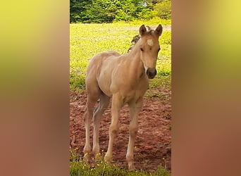 American Quarter Horse, Mare, 4 years, 15 hh, Buckskin