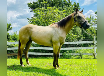 American Quarter Horse, Mare, 4 years, 15 hh, Buckskin