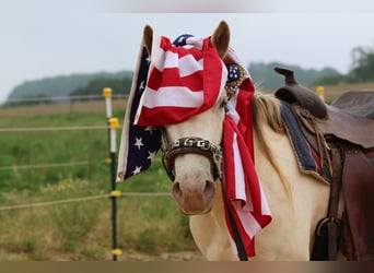 American Quarter Horse, Mare, 4 years, 15 hh, Champagne