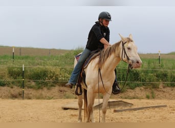 American Quarter Horse, Mare, 4 years, 15 hh, Champagne