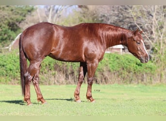 American Quarter Horse, Mare, 4 years, 15 hh, Chestnut