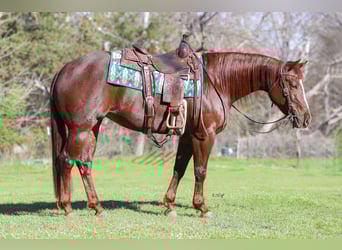 American Quarter Horse, Mare, 4 years, 15 hh, Chestnut
