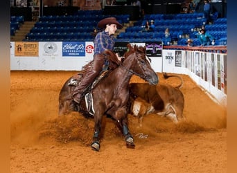 American Quarter Horse, Mare, 4 years, 15 hh, Chestnut