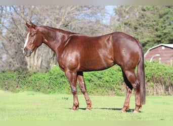 American Quarter Horse, Mare, 4 years, 15 hh, Chestnut