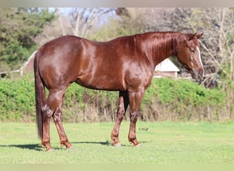 American Quarter Horse, Mare, 4 years, 15 hh, Chestnut