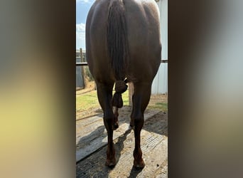 American Quarter Horse, Mare, 4 years, 15 hh, Chestnut