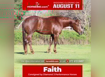 American Quarter Horse, Mare, 4 years, 15 hh, Chestnut