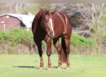 American Quarter Horse, Mare, 4 years, 15 hh, Chestnut