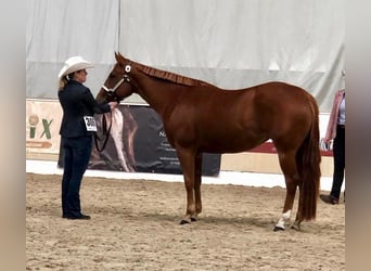 American Quarter Horse, Mare, 4 years, 15 hh, Chestnut-Red