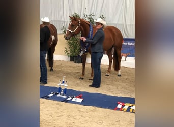 American Quarter Horse, Mare, 4 years, 15 hh, Chestnut-Red