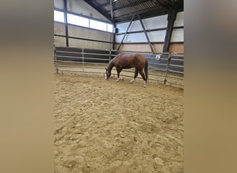 American Quarter Horse, Mare, 4 years, 15 hh, Chestnut-Red
