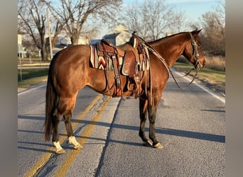 American Quarter Horse, Mare, 4 years, 15 hh, Dun