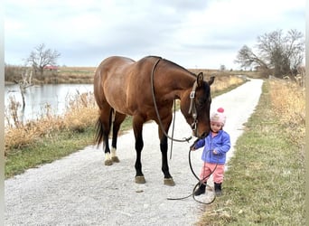 American Quarter Horse, Mare, 4 years, 15 hh, Dun