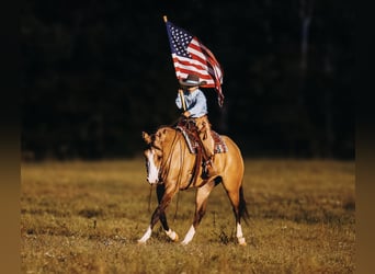 American Quarter Horse, Mare, 4 years, 15 hh, Dun
