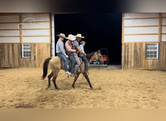 American Quarter Horse, Mare, 4 years, 15 hh, Dun