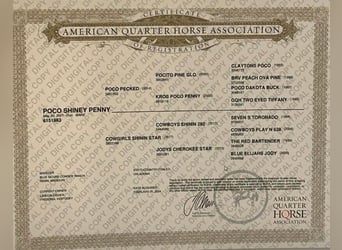 American Quarter Horse, Mare, 4 years, 15 hh, Dun