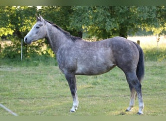 American Quarter Horse, Mare, 4 years, 15 hh, Gray