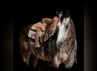American Quarter Horse, Mare, 4 years, 15 hh, Grey