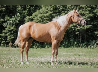 American Quarter Horse, Mare, 4 years, 15 hh, Palomino