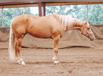 American Quarter Horse, Mare, 4 years, 15 hh, Palomino